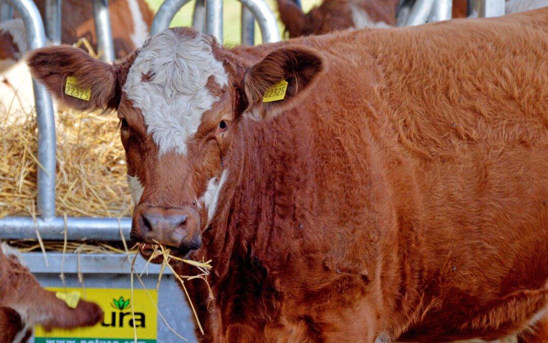 Gläserne Produktion 2026: Betriebe im Kreis Lörrach gesucht