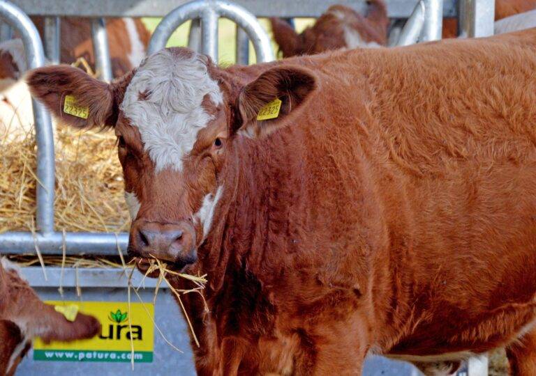 Gläserne Produktion 2026: Betriebe im Kreis Lörrach gesucht