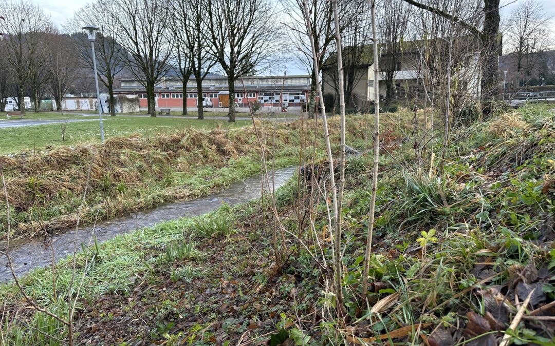 Dammbruch vermeiden: Baumfällungen in Waldkirch
