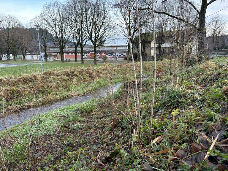 Dammbruch vermeiden: Baumfällungen in Waldkirch