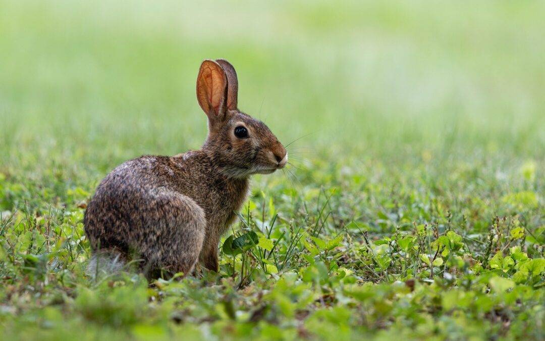 Kaninchen in Auggen ausgesetzt und eingeschläfert
