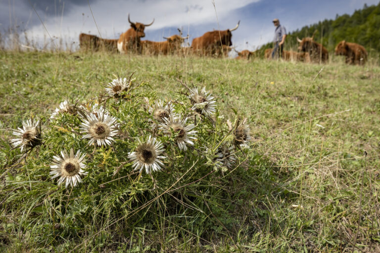 Höfe für biologische Vielfalt: Wettbewerb startet