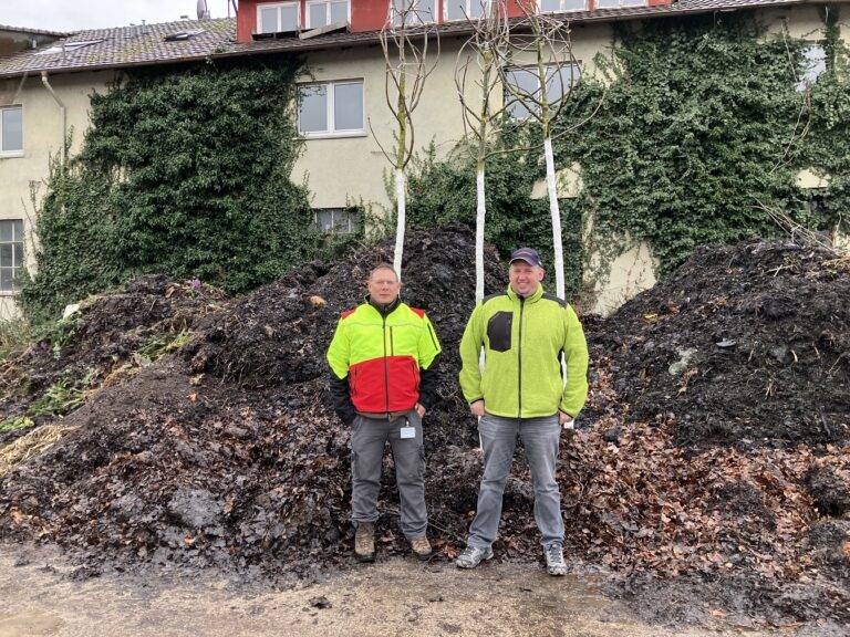 Rheinfelden: Kastanien auf Kirchplatz werden gefällt & ersetzt