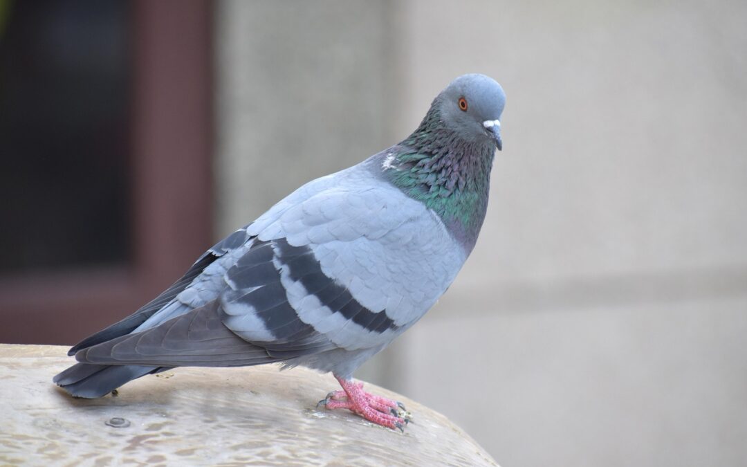 Neues Taubenhaus an der Blauen Brücke in Freiburg eingeweiht