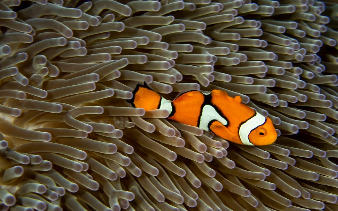 Mundenhof Freiburg: Neue 20 junge Clownfische im Aquarium