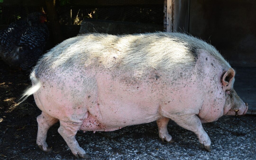 Riegel: Hängebauchschweine ausgesetzt, Unterbringung gesucht