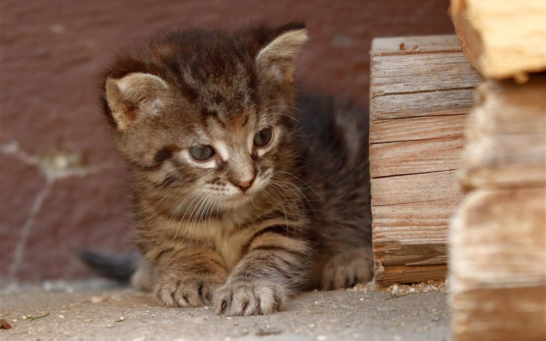 Katzenbabys in Freiburg ausgesetzt: PETA setzt Belohnung aus