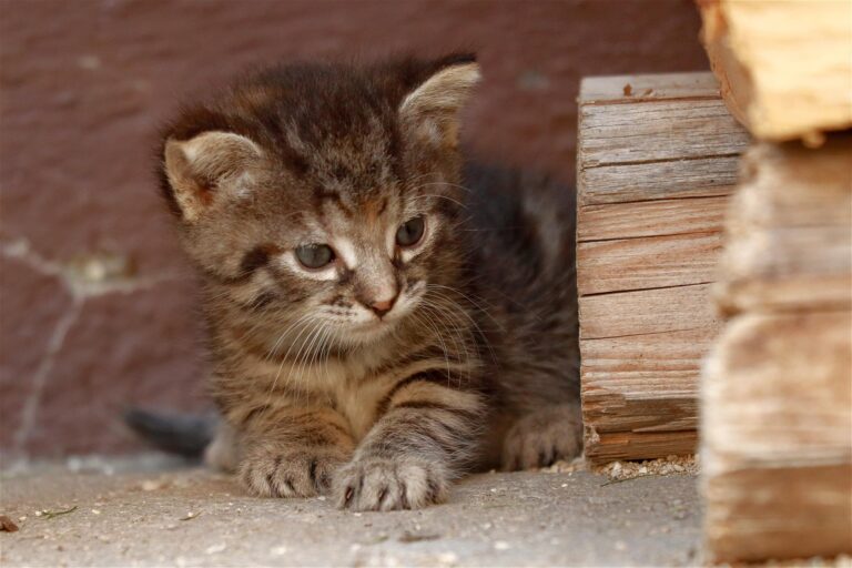 Katzenbabys in Freiburg ausgesetzt: PETA setzt Belohnung aus