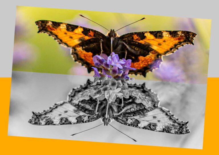 Fotoausstellung „Spiegelwelten“ im Rathaus Lörrach startet heute