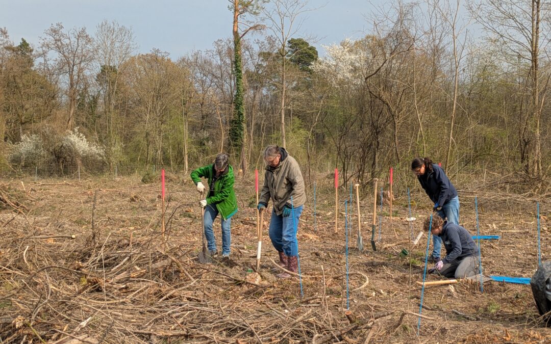 Aufforstung im Rheinauenwald Breisach: 800 neue Bäume gepflanzt