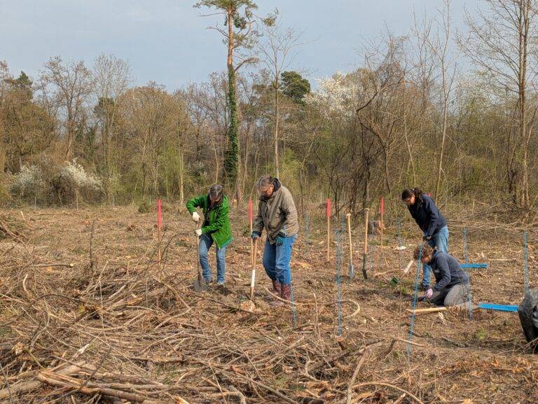 Aufforstung im Rheinauenwald Breisach: 800 neue Bäume gepflanzt