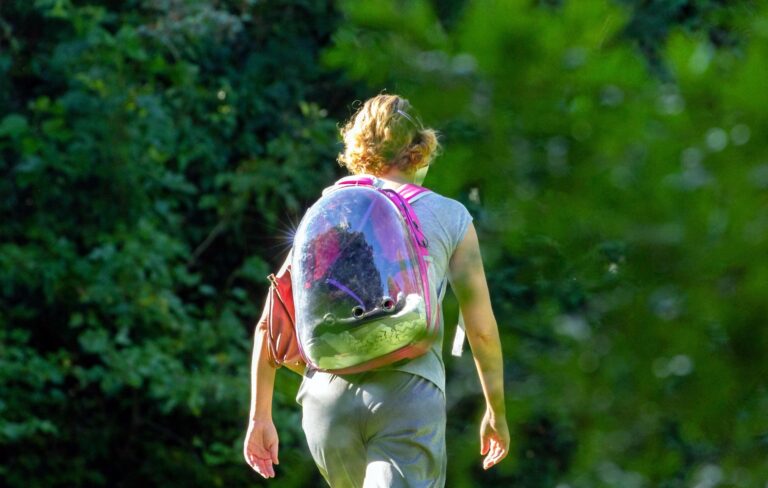 Freiburg: Pilot-Schulstraße startet an Markgrafenschule Tiengen