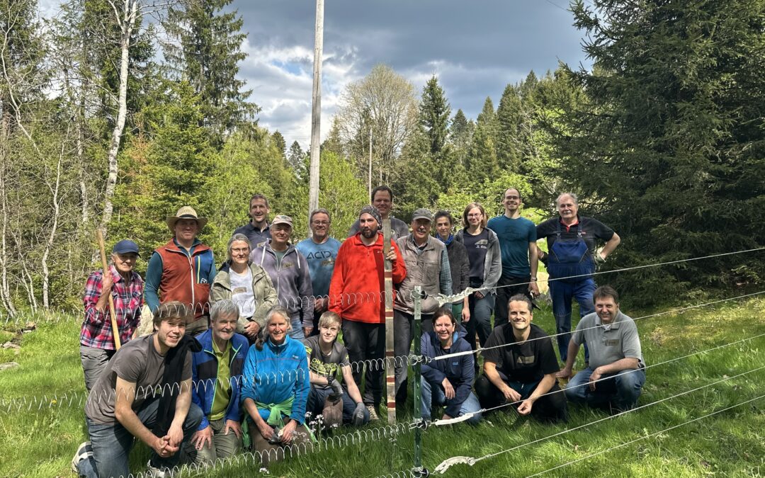 Lenzkirch & Elzach: Freiwillige für Herdenschutzeinsätze im Südschwarzwald gesucht