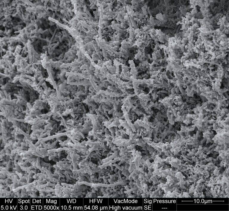 Forschung zum oralen Mikrobiom in Freiburg gefördert
