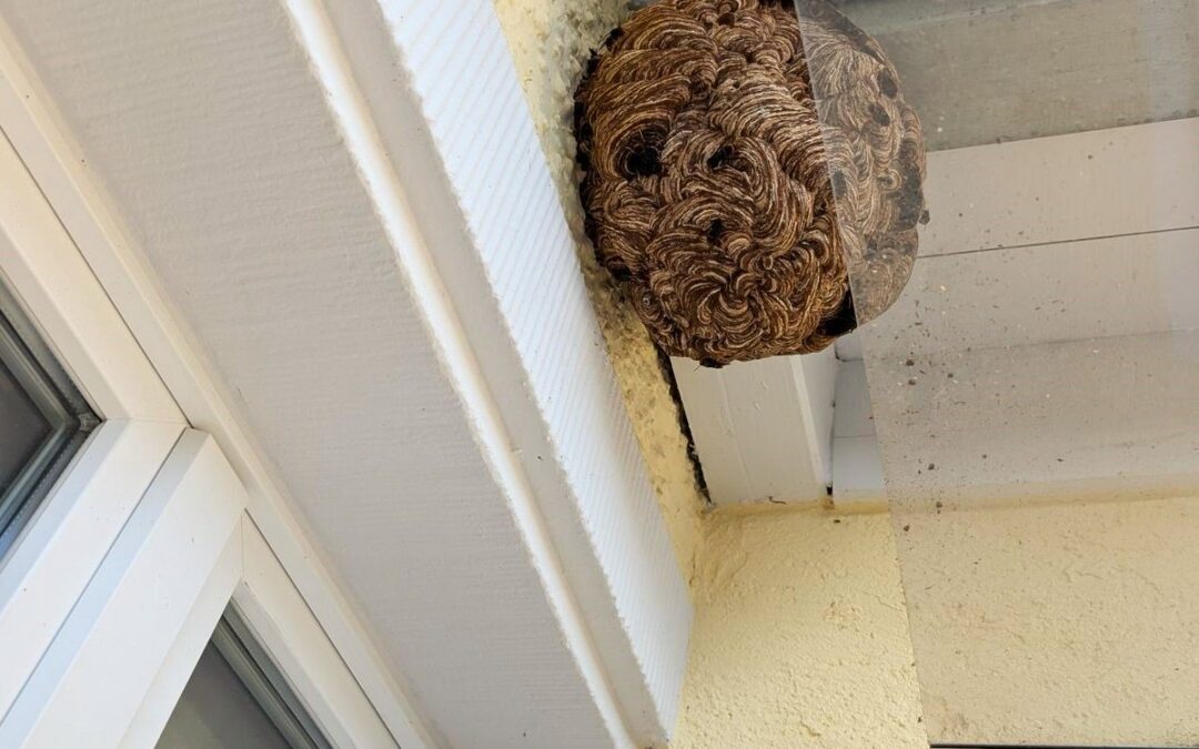 Asiatische Hornisse: Stadt Weil am Rhein ruft zum Melden auf