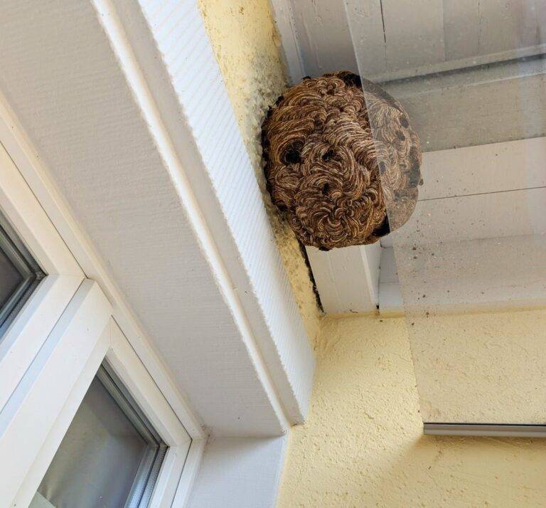 Asiatische Hornisse: Stadt Weil am Rhein ruft zum Melden auf