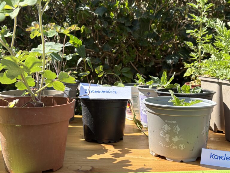 Pflanzentauschbörse in Waldkirch im Bürgertreff Kollnau