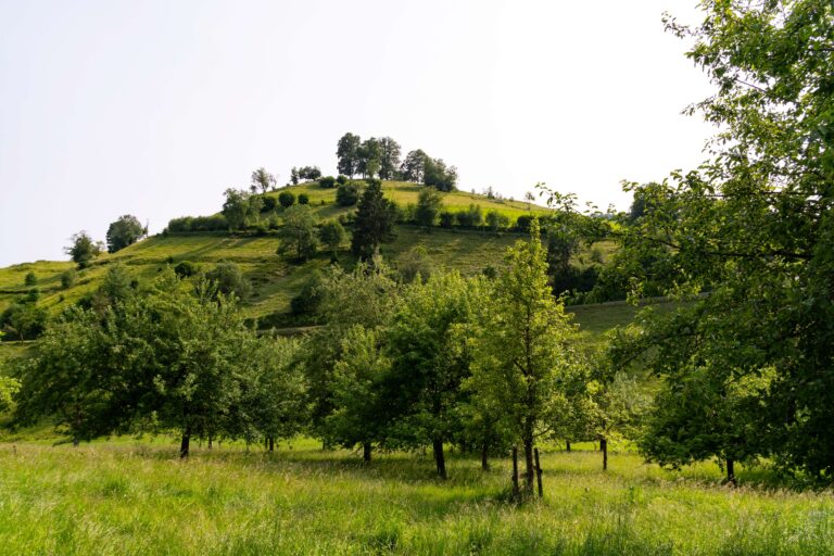 Mitmachaktion: Alte Apfelsorten im Biosphärengebiet Schwarzwald