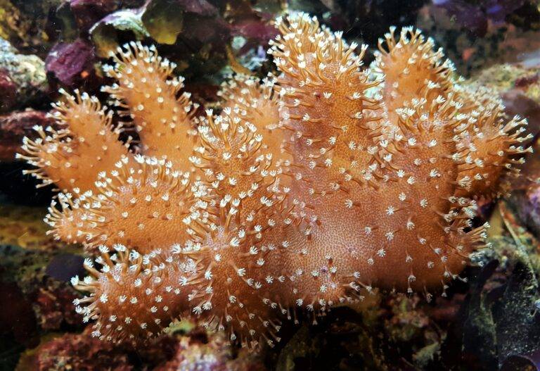 Gehäkeltes Korallenriff wird in Emmendingen ausgestellt