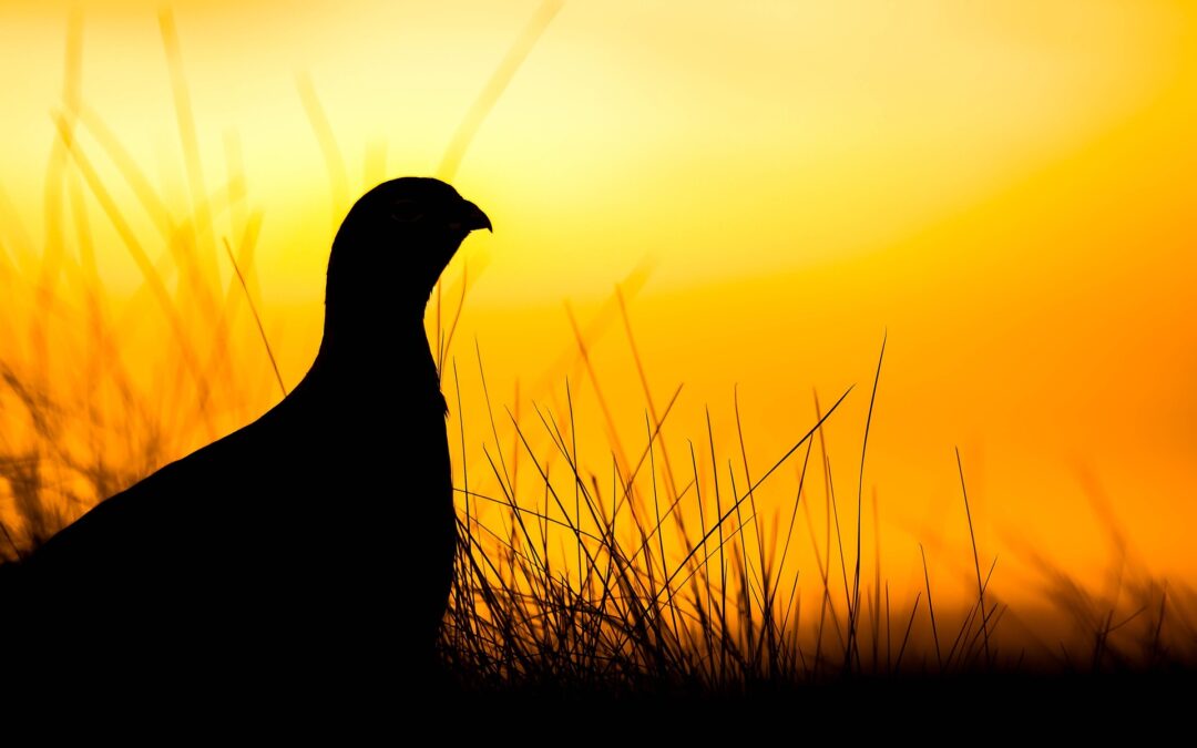Rohrhardsberg bei Winden: Wegsperrungen zum Schutz der Auerhühner