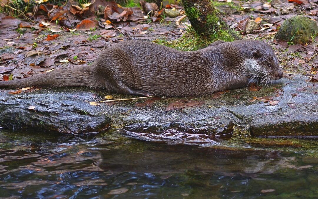 Fischotter kehrt in Südbaden zurück: Projekt gestartet