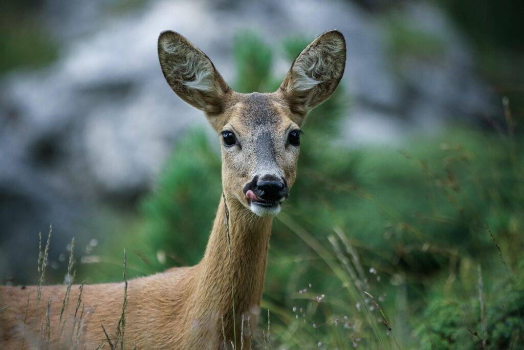 Feldberg: Wanderung auf den Spuren der Wildtiere am 17. Oktober