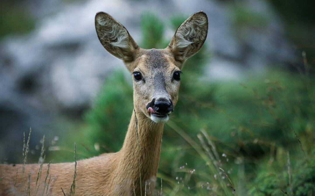Wildunfall auf B3 bei Emmendingen: Polizei sucht Fahrer, Reh musste getötet werden