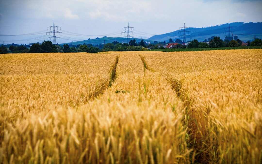 Erstaufnahmeeinrichtung im Gewerbepark Breisgau: Heitersheim fordert neues Vorgehen