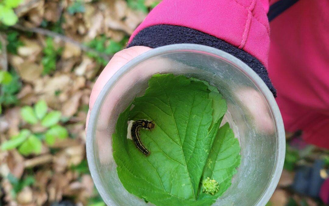 A pink-jacketed arm holds a clear cup with a green leaf and a small caterpillar inside, outdoors among fallen leaves and plants.