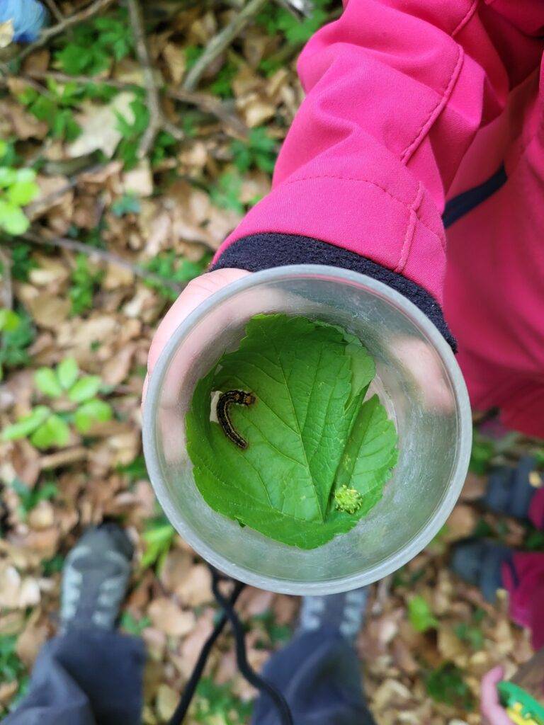 A pink-jacketed arm holds a clear cup with a green leaf and a small caterpillar inside, outdoors among fallen leaves and plants.