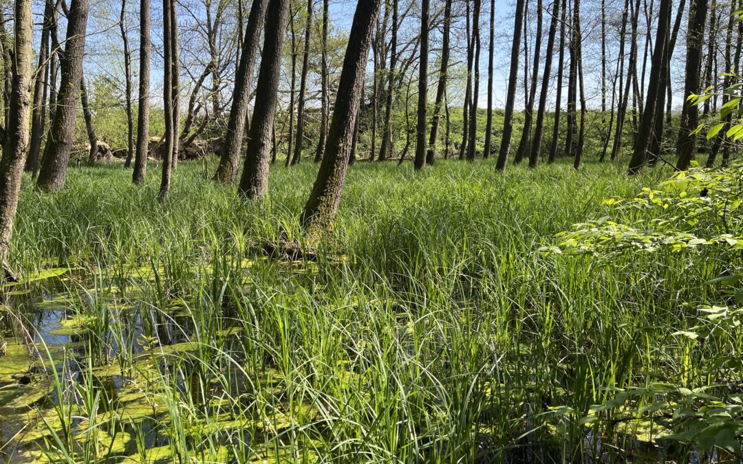 MOOREO-Projekt startet für Moore am Oberrhein