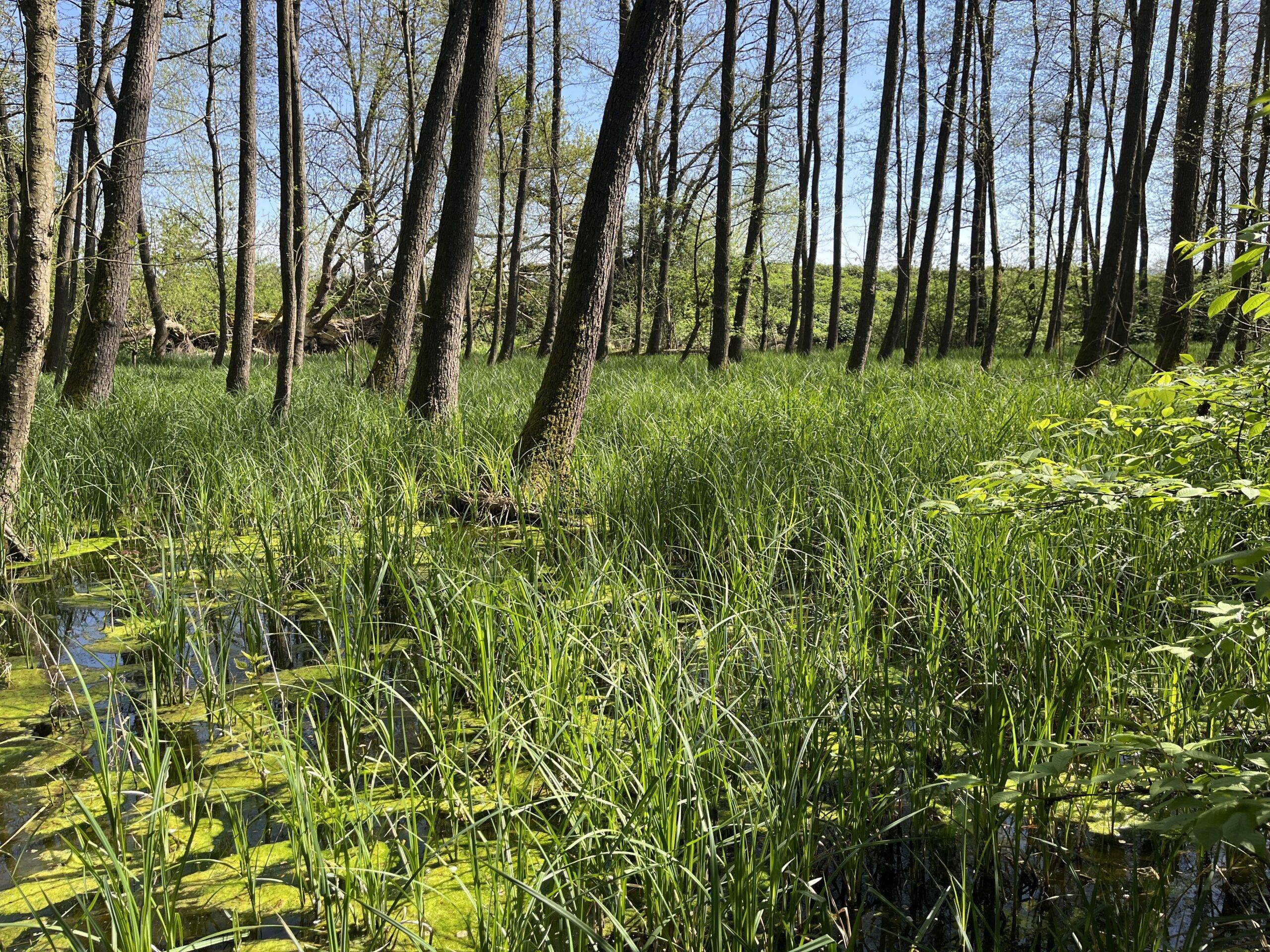 Sunlit wetland with tall slender trees, dense green grasses, and shallow reflecting water under a blue sky.