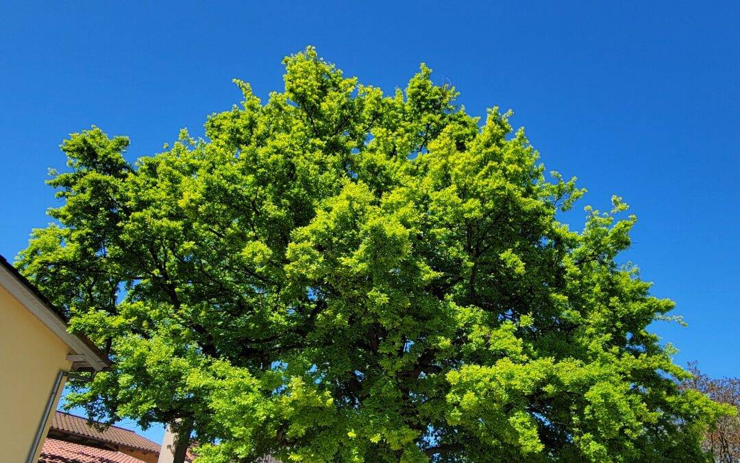 Tree canopy over a sunny courtyard with parked cars and buildings beneath a clear blue sky.