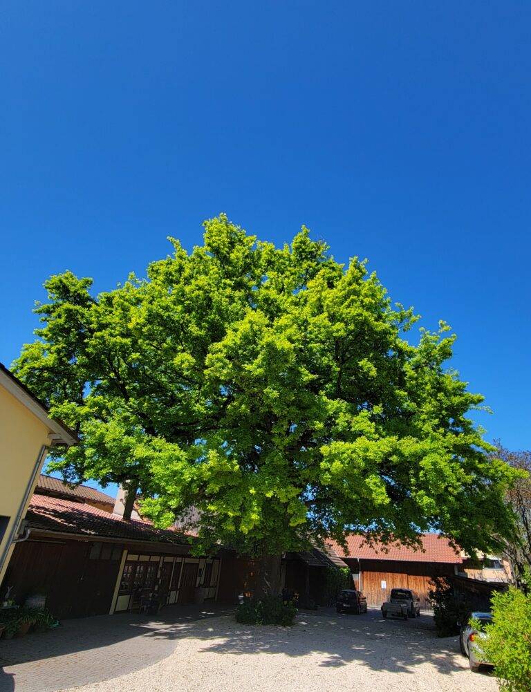 Tree canopy over a sunny courtyard with parked cars and buildings beneath a clear blue sky.