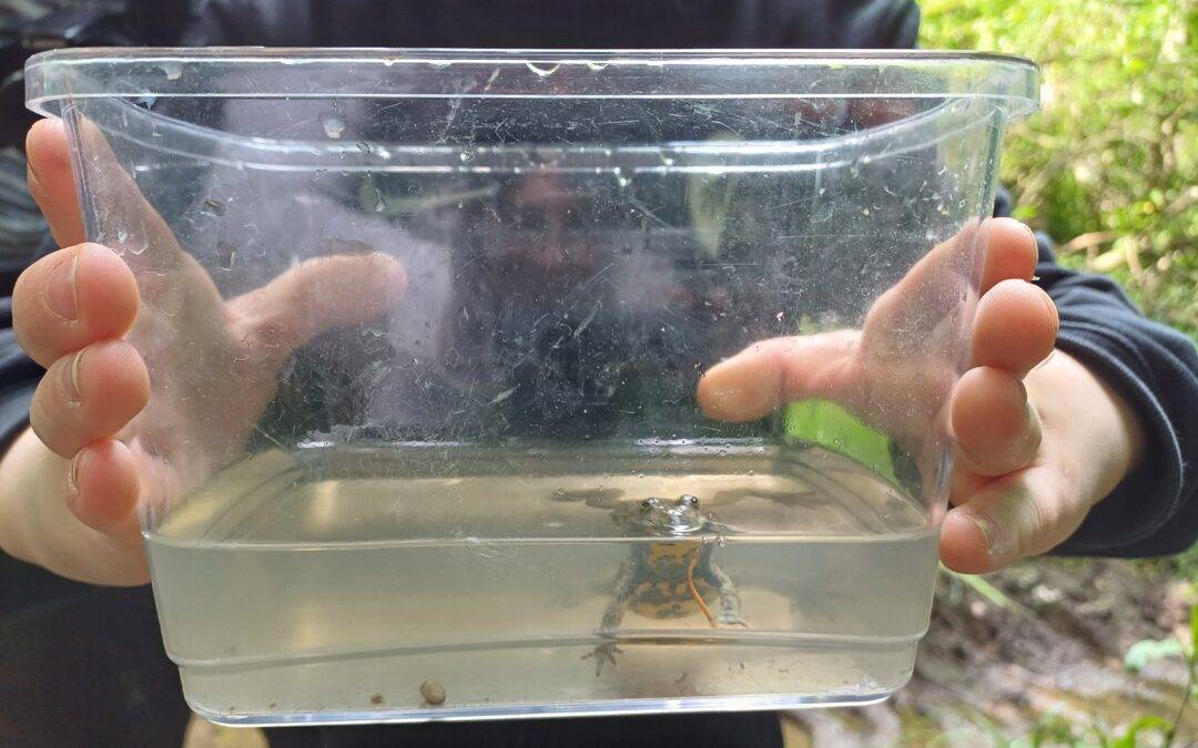 Person holds a clear plastic cup filled with water and small aquatic creatures at the bottom, outdoors with greenery in the background.
