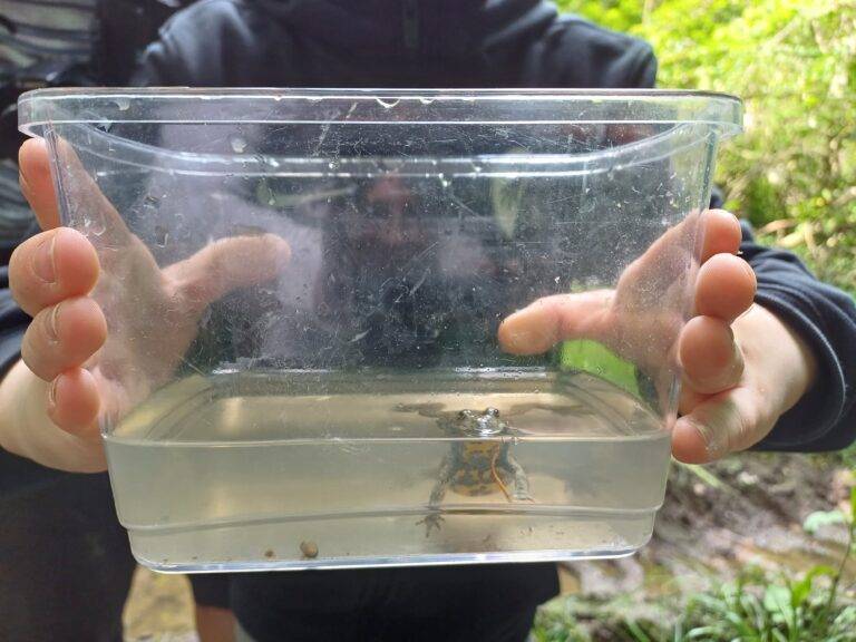 Person holds a clear plastic cup filled with water and small aquatic creatures at the bottom, outdoors with greenery in the background.