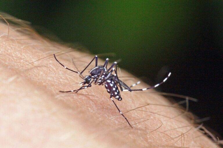 Close-up of a black mosquito with white markings perched on bare skin.