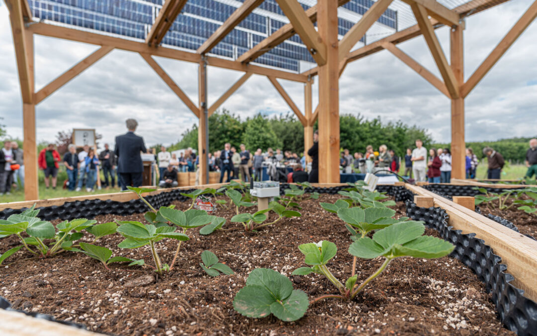 Community gathering under a wooden pergola with solar panels; foreground shows strawberry plants in raised garden beds.