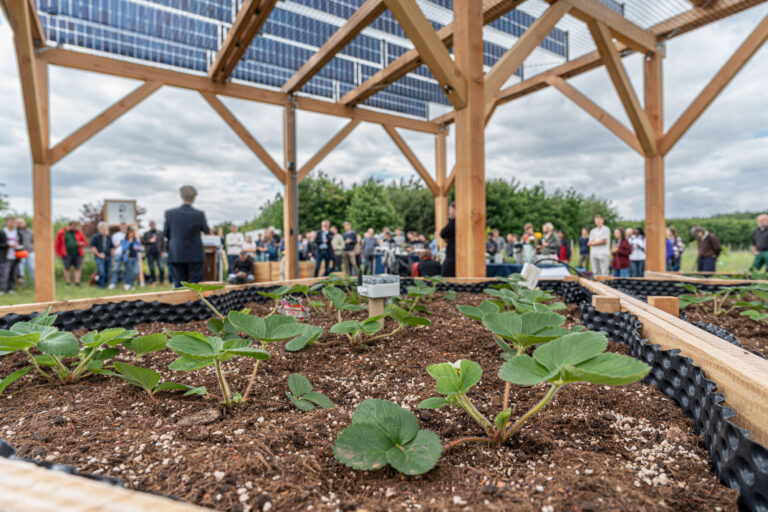 Community gathering under a wooden pergola with solar panels; foreground shows strawberry plants in raised garden beds.