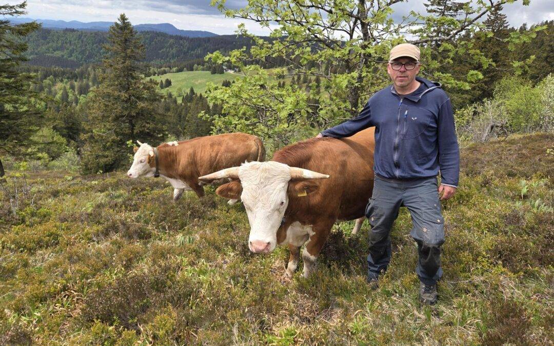 Man wearing a beige cap and glasses, blue zip-up jacket, standing in a grassy hillside with brown and white cows nearby. The background shows trees and distant mountains.