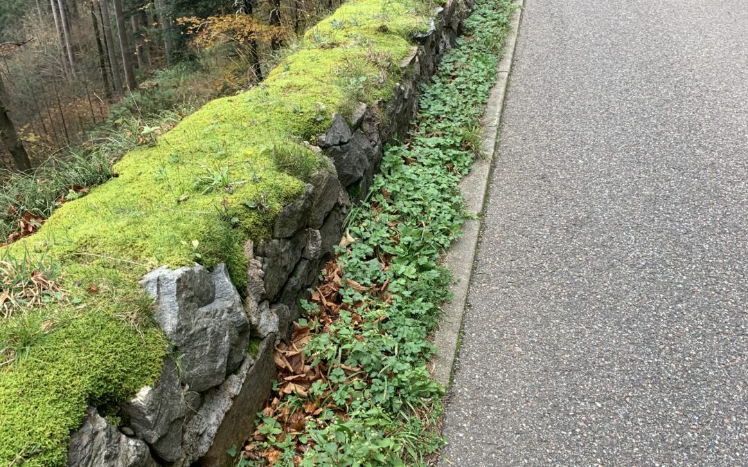 Moss-covered stone wall runs along a paved roadside, with ivy and fallen leaves at the base and a dense forest on the left, suggesting an autumn scene.