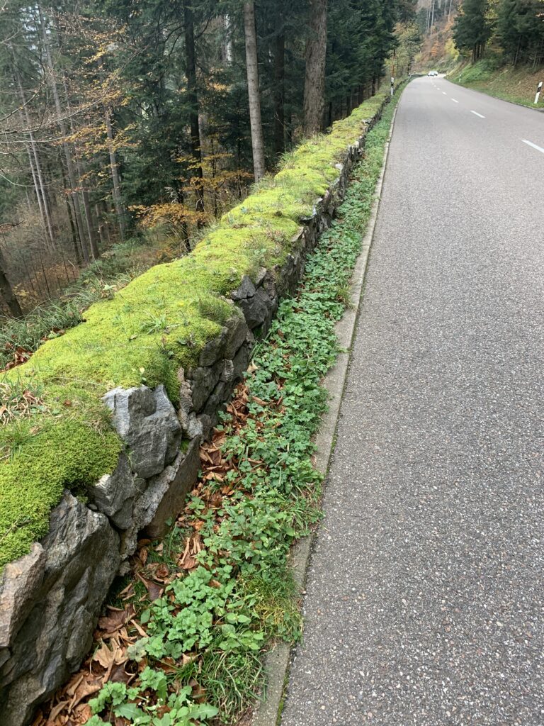Moss-covered stone wall runs along a paved roadside, with ivy and fallen leaves at the base and a dense forest on the left, suggesting an autumn scene.