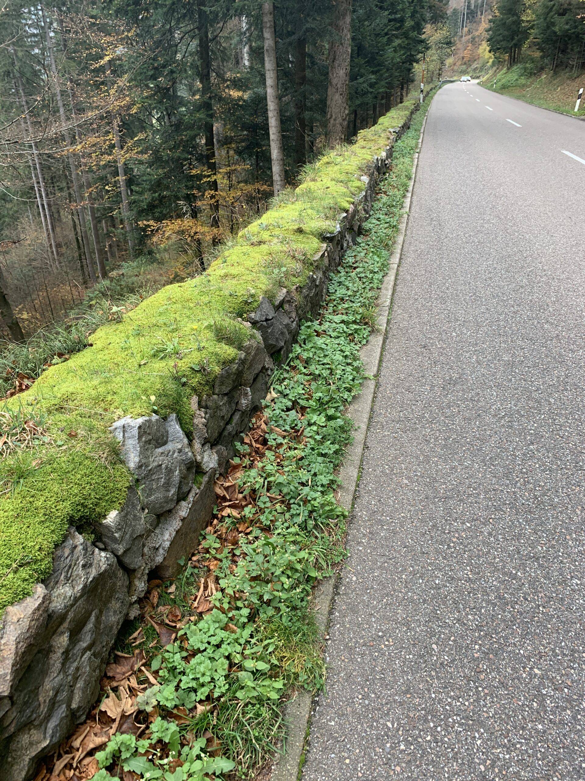 Moss-covered stone wall runs along a paved roadside, with ivy and fallen leaves at the base and a dense forest on the left, suggesting an autumn scene.