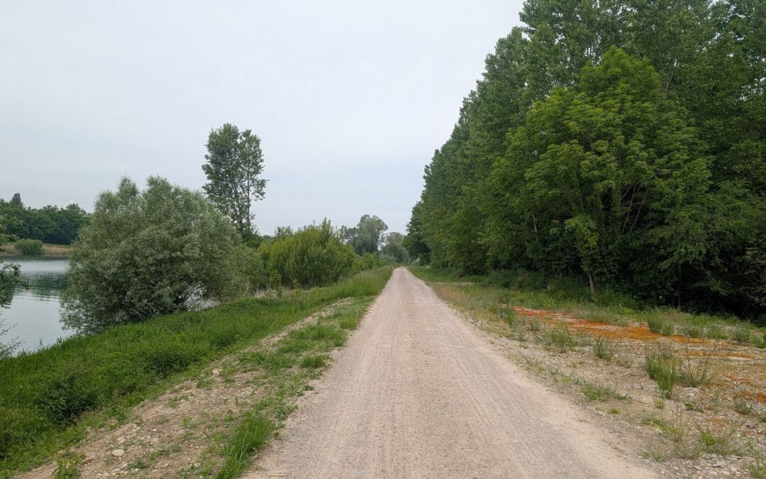 Bauarbeiten für neue Leitdämme im Hochwasserrückhalteraum Breisach/Burkheim beginnen