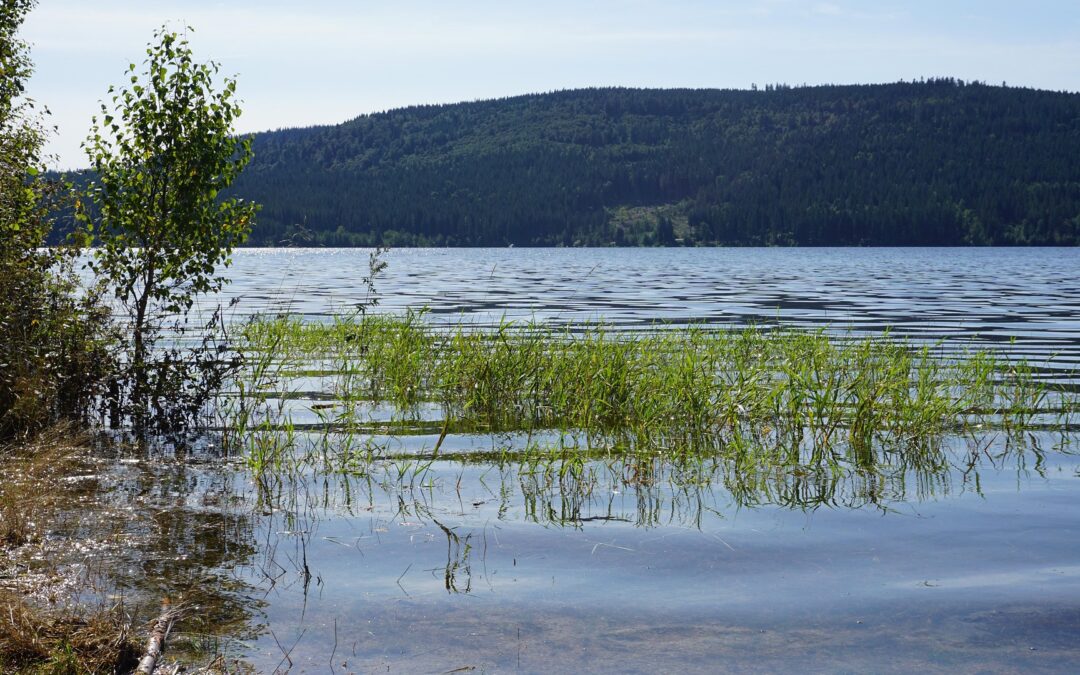 Calm lake shoreline with green reeds in the foreground and a forested hill across the water.