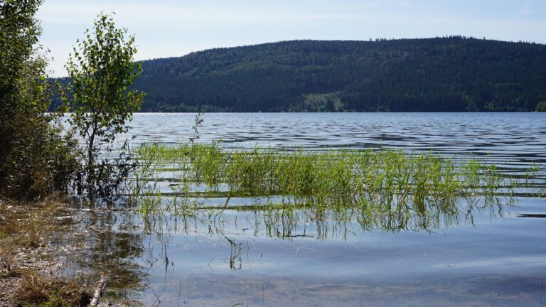 Calm lake shoreline with green reeds in the foreground and a forested hill across the water.