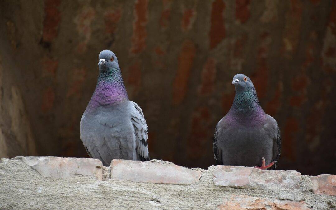 Two pigeons perched on a rough stone ledge against a dark brick wall, looking toward the camera.