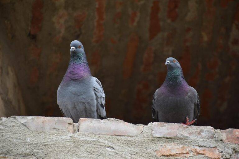 Two pigeons perched on a rough stone ledge against a dark brick wall, looking toward the camera.