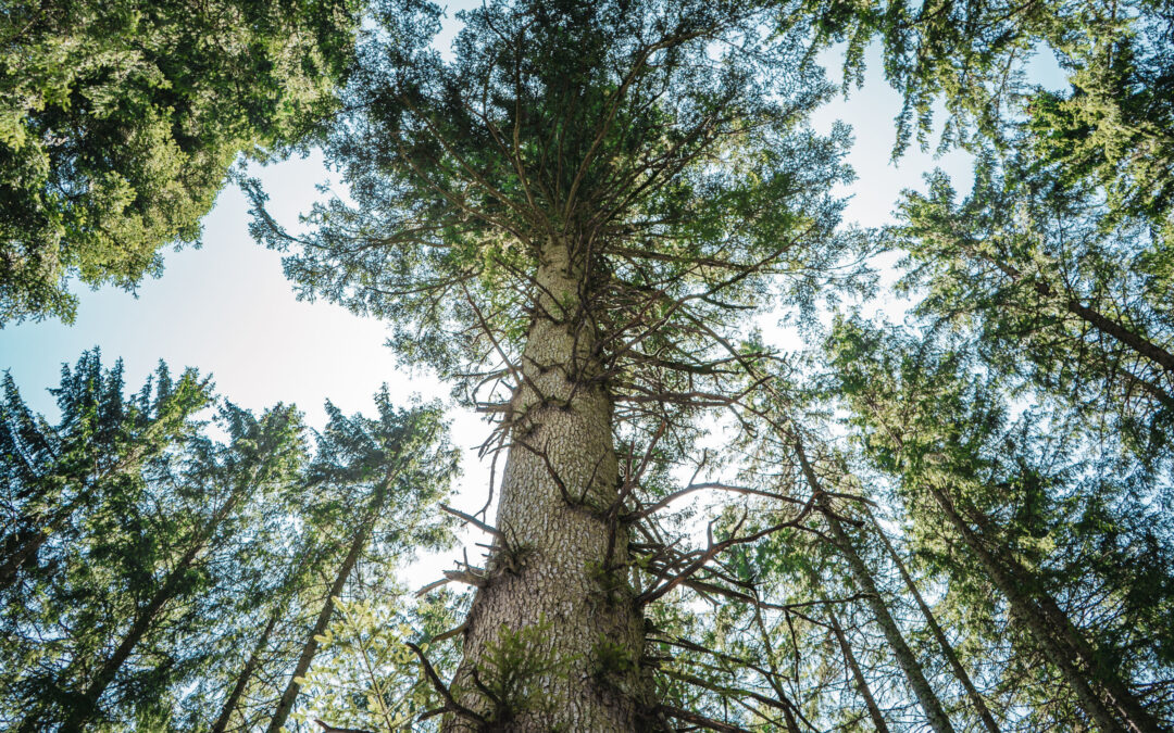 Grafenhausen: 450 Jahre alte Danieltanne wird Nationalerbe-Baum