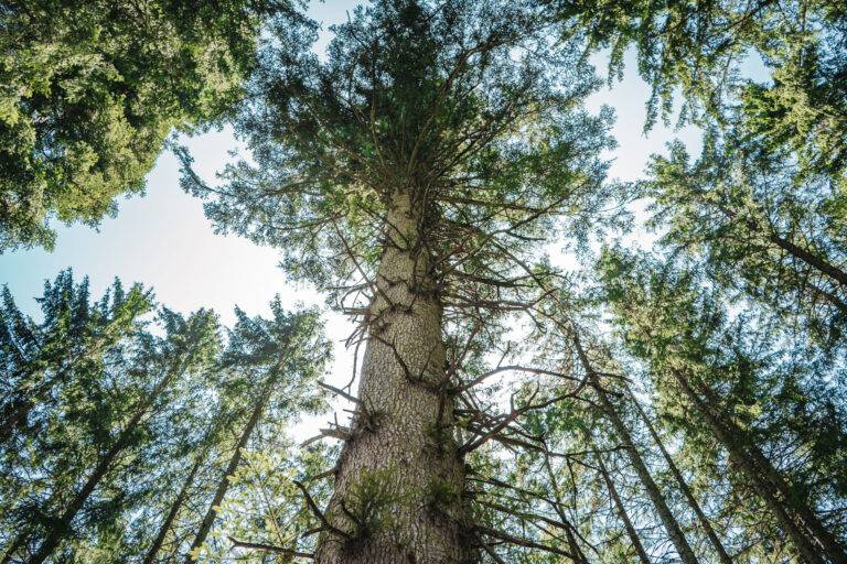 Looking up at a tall evergreen tree with rough bark and sprawling branches reaching toward a bright sky.